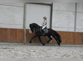 Frisones, Semental, 3 años, 164 cm, Negro