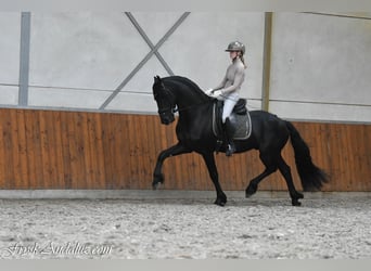 Frisones, Semental, 3 años, 164 cm, Negro