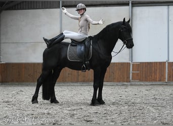 Frisones, Semental, 3 años, 164 cm, Negro
