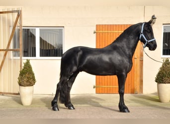 Frisones, Semental, 3 años, 164 cm, Negro