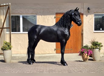 Frisones, Semental, 3 años, 164 cm, Negro