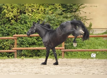 Frisones, Semental, 3 años, 164 cm, Negro