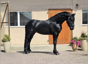Frisones, Semental, 3 años, 164 cm, Negro