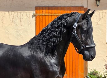 Frisones, Semental, 3 años, 164 cm, Negro