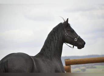 Frisones, Semental, 3 años, 164 cm, Negro