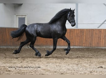 Frisones, Semental, 3 años, 164 cm, Negro