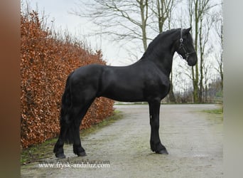 Frisones, Semental, 3 años, 165 cm, Negro