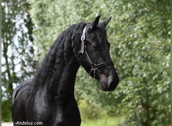 Frisones, Semental, 3 años, 165 cm, Negro