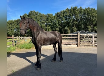 Frisones, Semental, 3 años, 165 cm, Negro