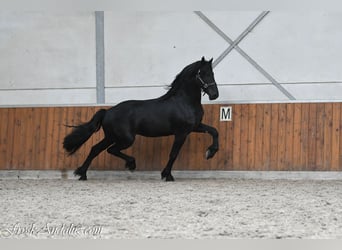 Frisones, Semental, 3 años, 165 cm, Negro