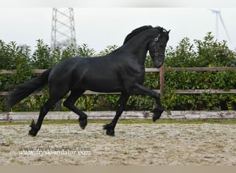 Frisones, Semental, 3 años, 165 cm, Negro