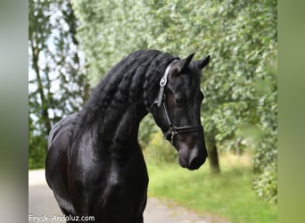 Frisones, Semental, 3 años, 165 cm, Negro