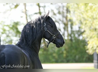 Frisones, Semental, 3 años, 165 cm, Tordillo negro