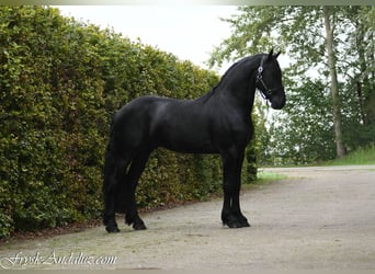 Frisones, Semental, 3 años, 165 cm, Tordillo negro