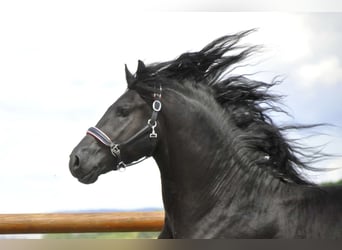 Frisones, Semental, 3 años, 166 cm, Negro