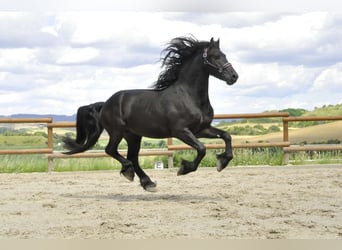 Frisones, Semental, 3 años, 166 cm, Negro