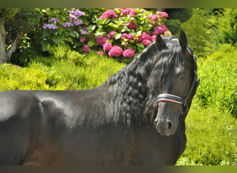 Frisones, Semental, 3 años, 166 cm, Negro