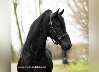 Frisones, Semental, 3 años, 166 cm, Negro