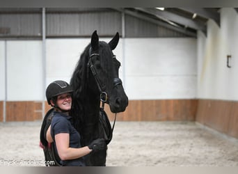 Frisones, Semental, 3 años, 166 cm, Negro