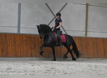 Frisones, Semental, 3 años, 166 cm, Negro