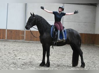 Frisones, Semental, 3 años, 166 cm, Negro
