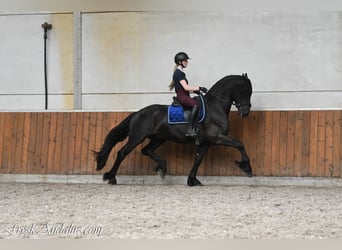 Frisones, Semental, 3 años, 166 cm, Negro