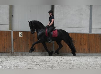 Frisones, Semental, 3 años, 166 cm, Negro