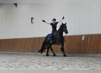 Frisones, Semental, 3 años, 166 cm, Negro