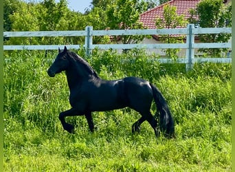 Frisones, Semental, 3 años, 166 cm, Negro