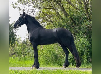 Frisones, Semental, 3 años, 166 cm, Negro
