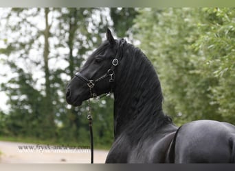 Frisones, Semental, 3 años, 167 cm, Negro