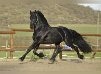 Frisones, Semental, 3 años, 167 cm, Negro