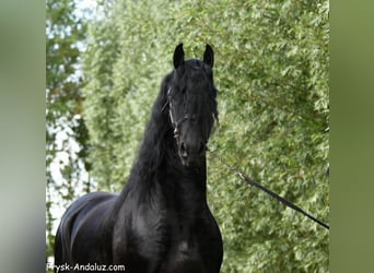 Frisones, Semental, 3 años, 168 cm, Negro