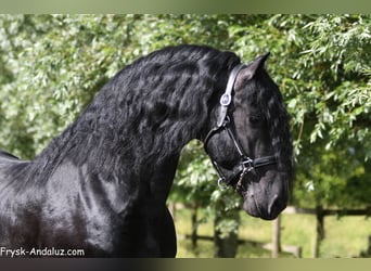 Frisones, Semental, 3 años, 168 cm, Negro
