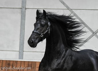 Frisones, Semental, 3 años, 168 cm, Negro