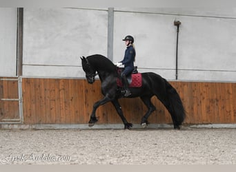 Frisones, Semental, 3 años, 168 cm, Negro