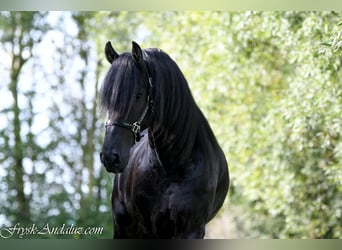 Frisones, Semental, 3 años, 168 cm, Negro