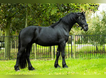 Frisones, Semental, 3 años, 168 cm, Negro