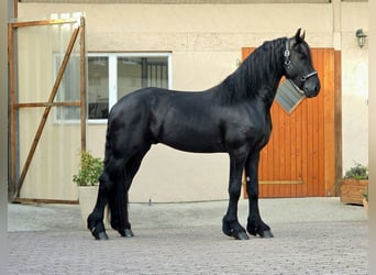 Frisones, Semental, 3 años, 168 cm, Negro