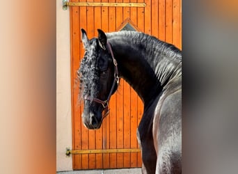 Frisones, Semental, 3 años, 168 cm, Negro
