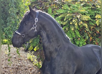 Frisones, Semental, 3 años, 168 cm, Negro