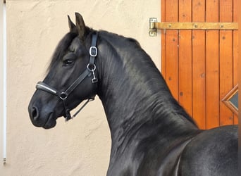 Frisones, Semental, 3 años, 168 cm, Negro