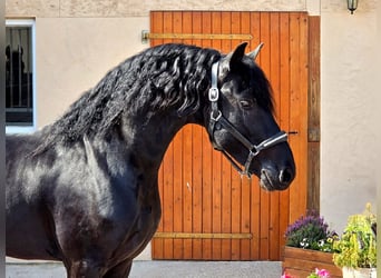 Frisones, Semental, 3 años, 168 cm, Negro