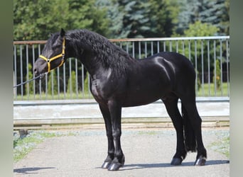Frisones, Semental, 3 años, 168 cm, Negro