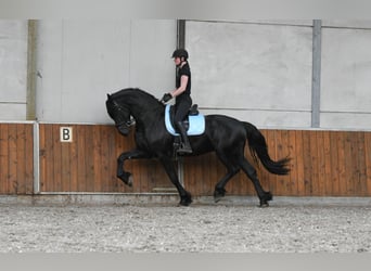 Frisones, Semental, 3 años, 170 cm, Negro