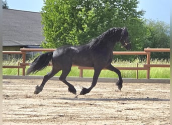 Frisones, Semental, 3 años, 170 cm, Negro