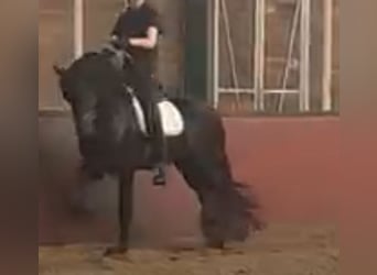 Frisones, Semental, 3 años, 170 cm, Negro