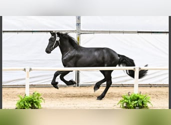 Frisones, Semental, 3 años, 170 cm, Negro