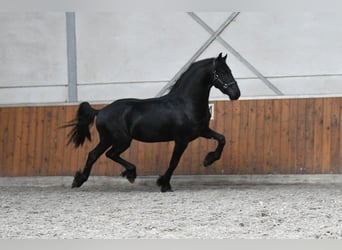 Frisones, Semental, 3 años, Negro