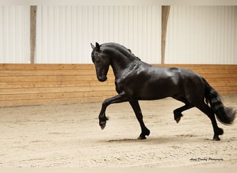 Frisones, Semental, 3 años, Negro